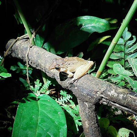 Hope Garden, Sarapiqui, We Connect You With The Sarapiqui Tropical Forest 外观 照片