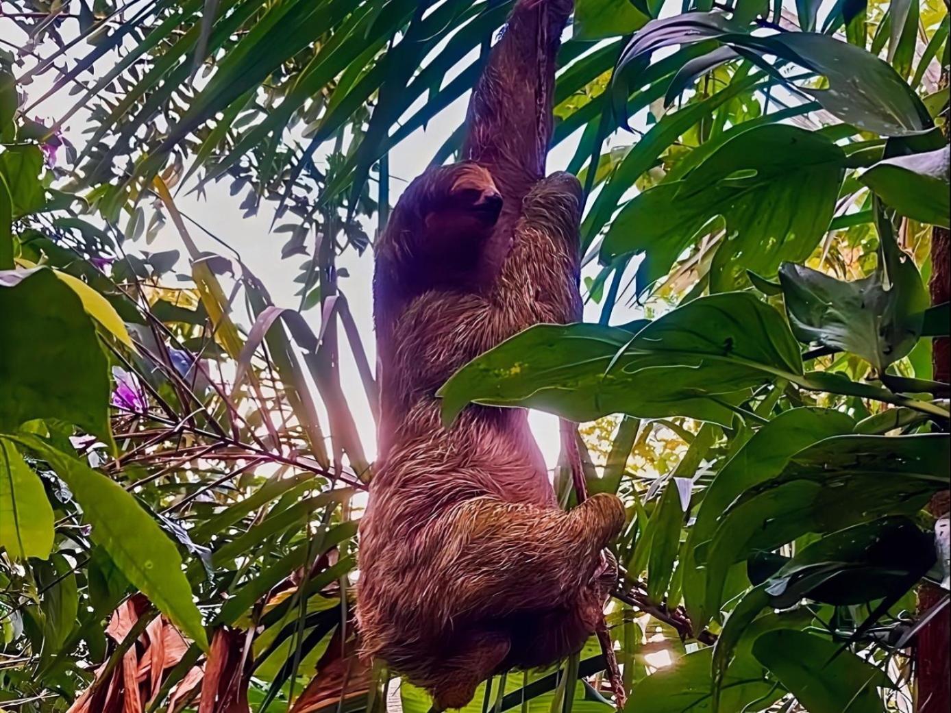 Hope Garden, Sarapiqui, We Connect You With The Sarapiqui Tropical Forest 外观 照片
