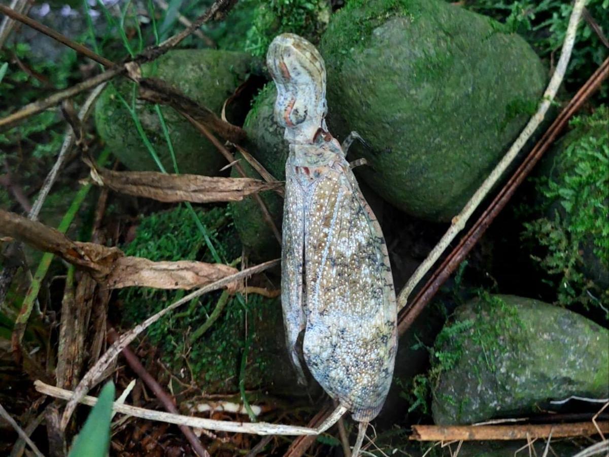Hope Garden, Sarapiqui, We Connect You With The Sarapiqui Tropical Forest 外观 照片