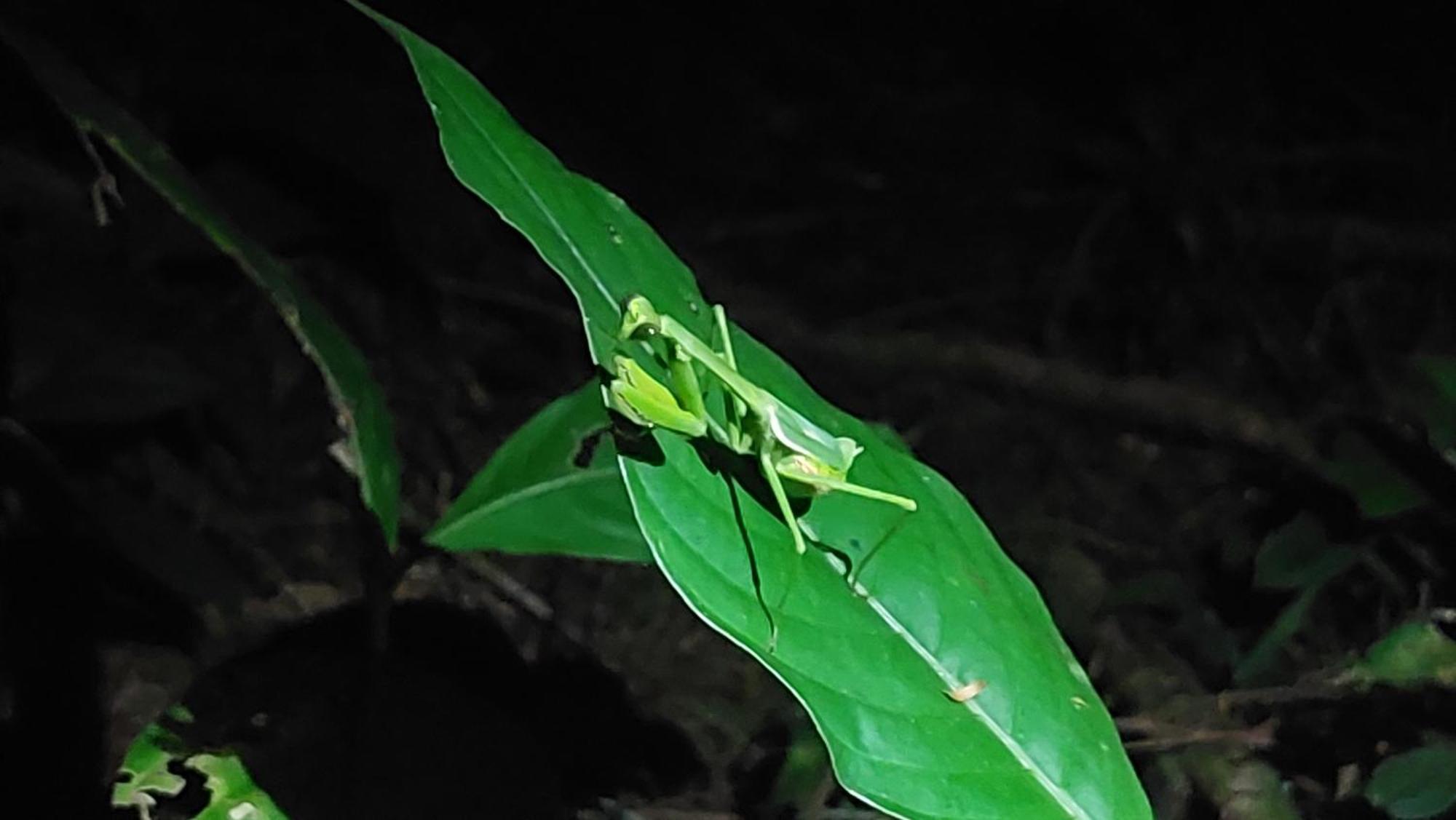 Hope Garden, Sarapiqui, We Connect You With The Sarapiqui Tropical Forest 外观 照片
