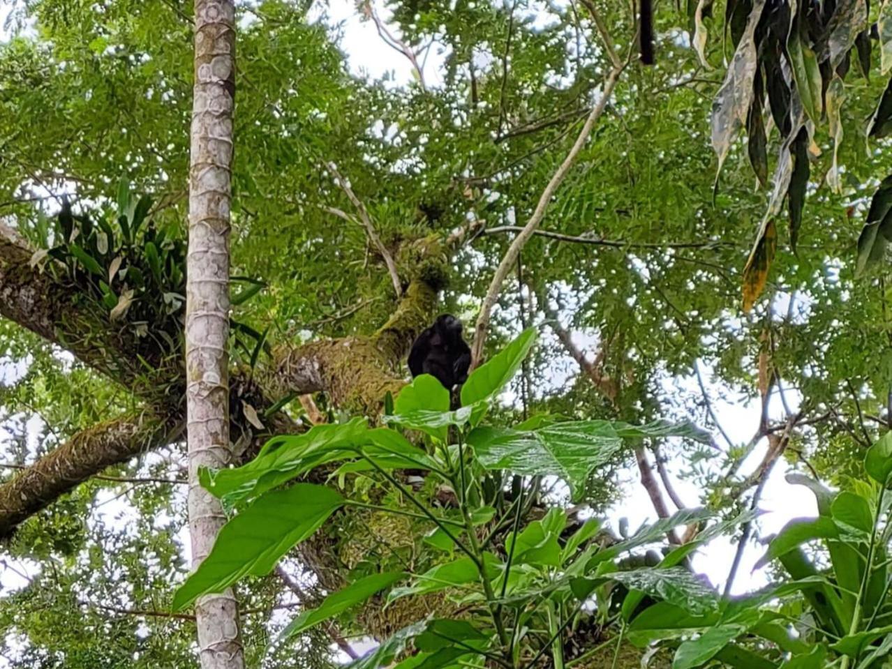 Hope Garden, Sarapiqui, We Connect You With The Sarapiqui Tropical Forest 外观 照片