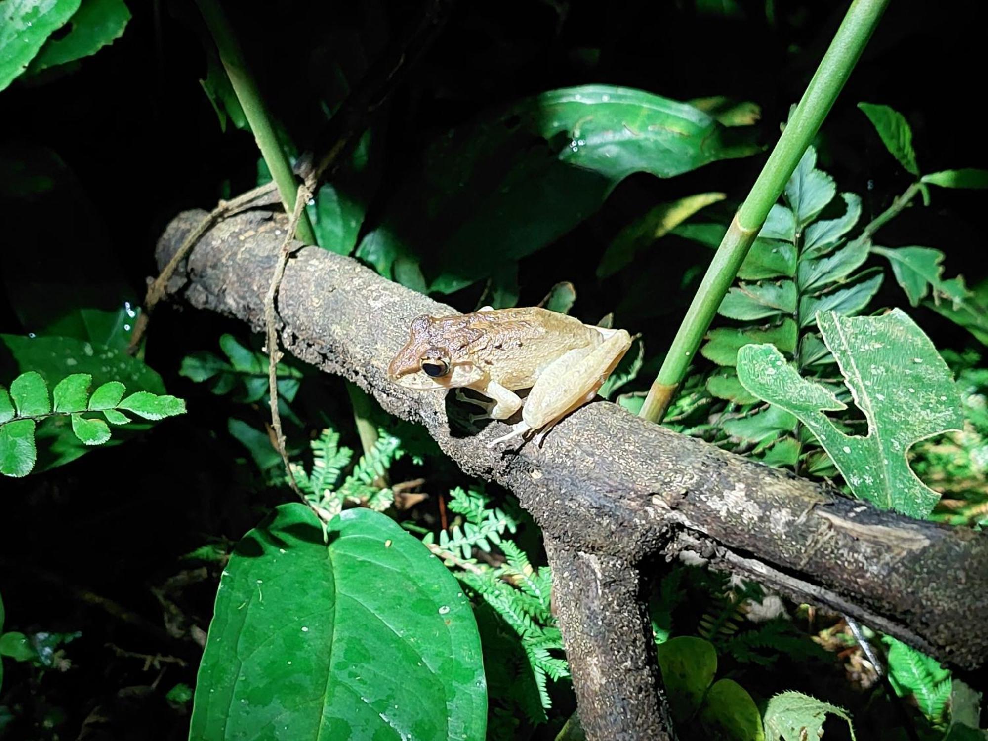 Hope Garden, Sarapiqui, We Connect You With The Sarapiqui Tropical Forest 外观 照片