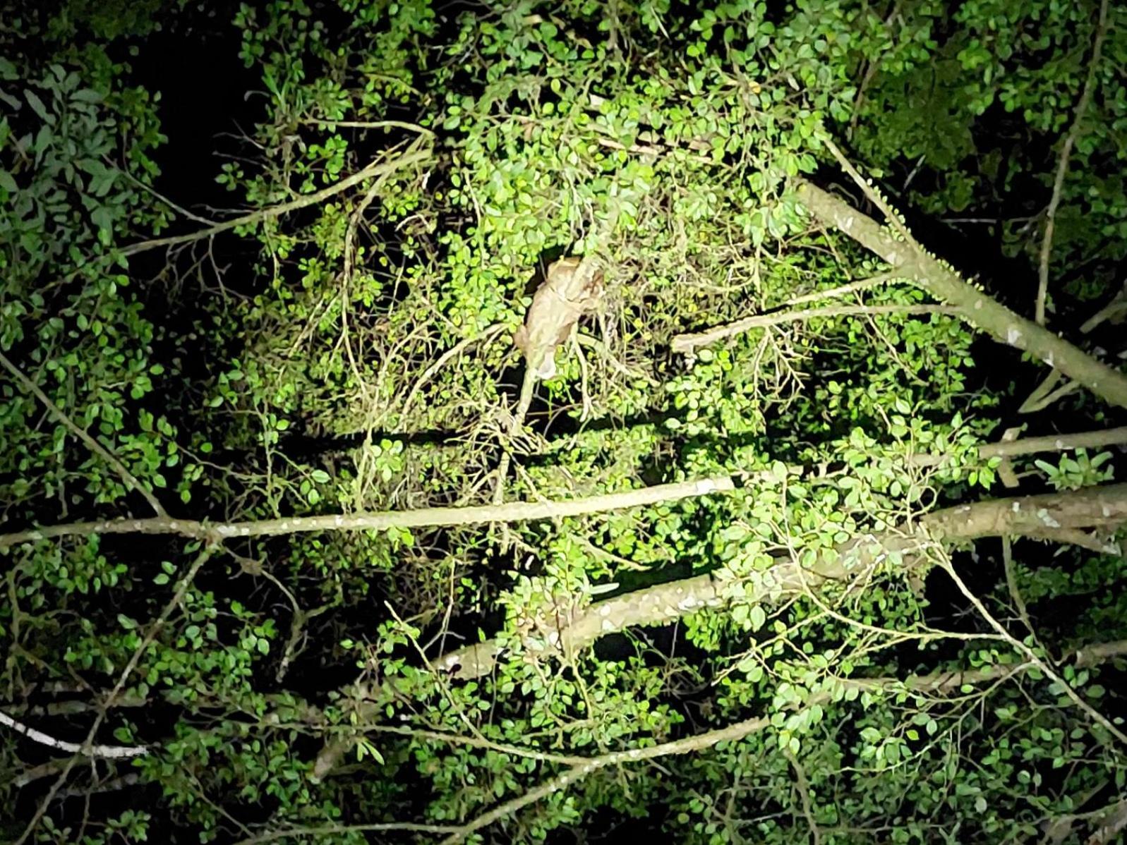 Hope Garden, Sarapiqui, We Connect You With The Sarapiqui Tropical Forest 外观 照片