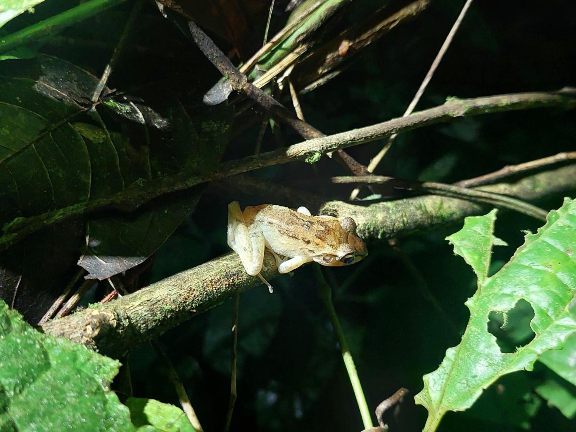 Hope Garden, Sarapiqui, We Connect You With The Sarapiqui Tropical Forest 外观 照片
