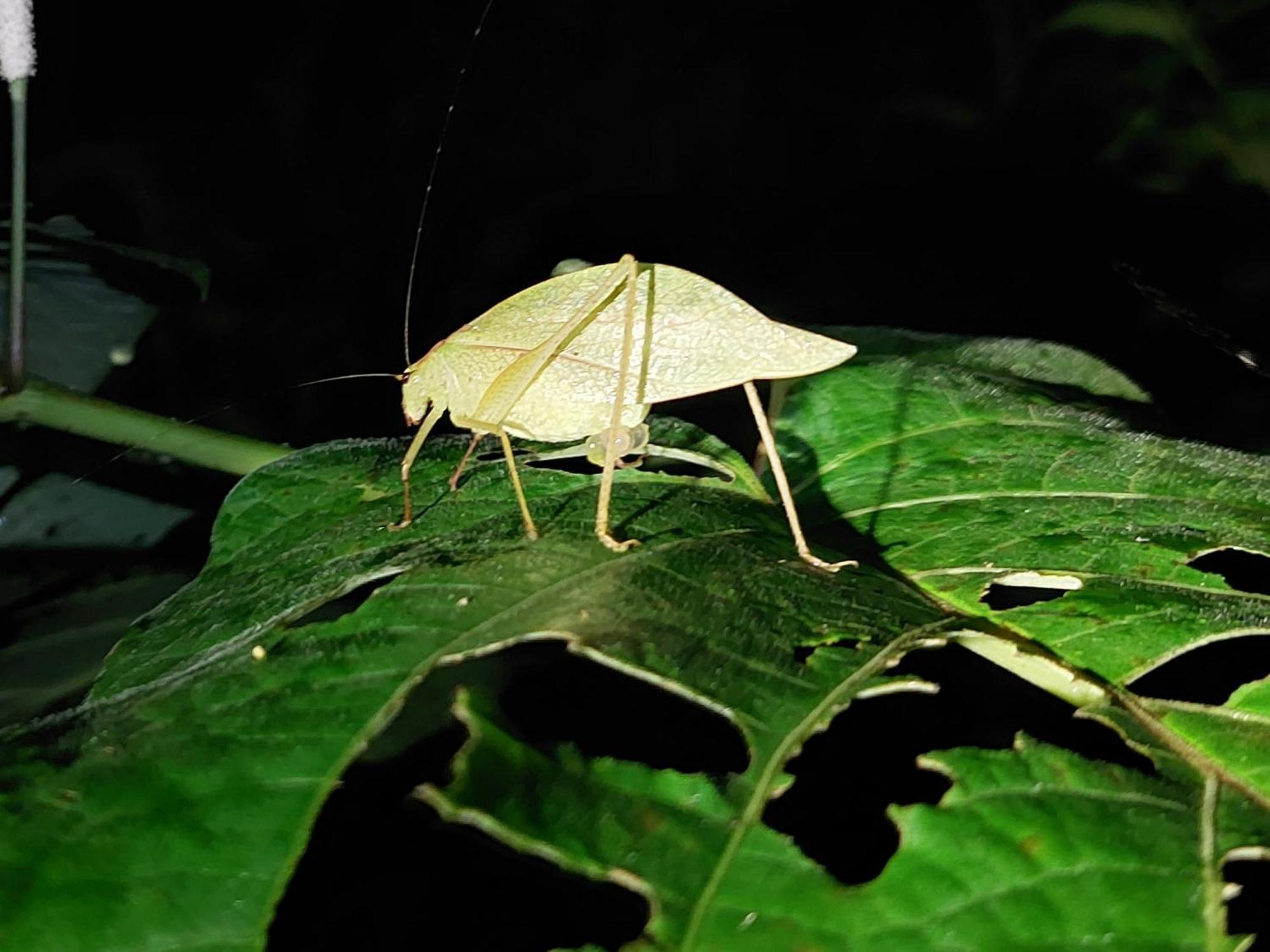 Hope Garden, Sarapiqui, We Connect You With The Sarapiqui Tropical Forest 外观 照片
