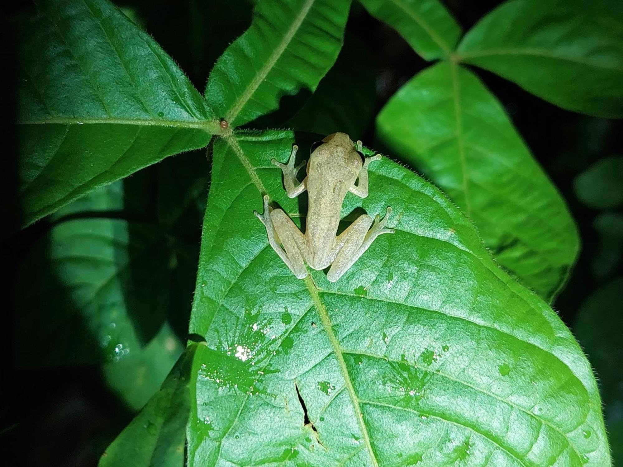 Hope Garden, Sarapiqui, We Connect You With The Sarapiqui Tropical Forest 外观 照片