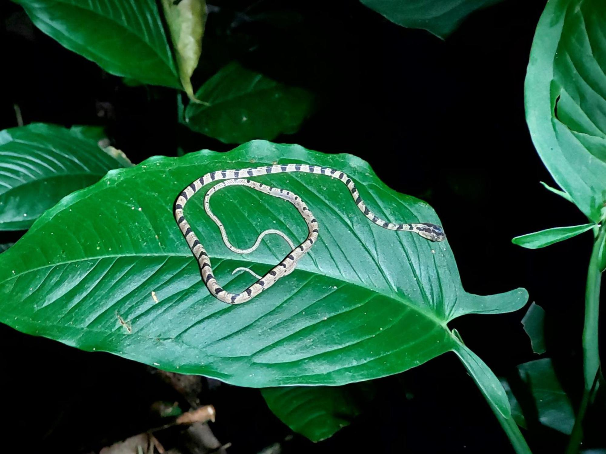 Hope Garden, Sarapiqui, We Connect You With The Sarapiqui Tropical Forest 外观 照片