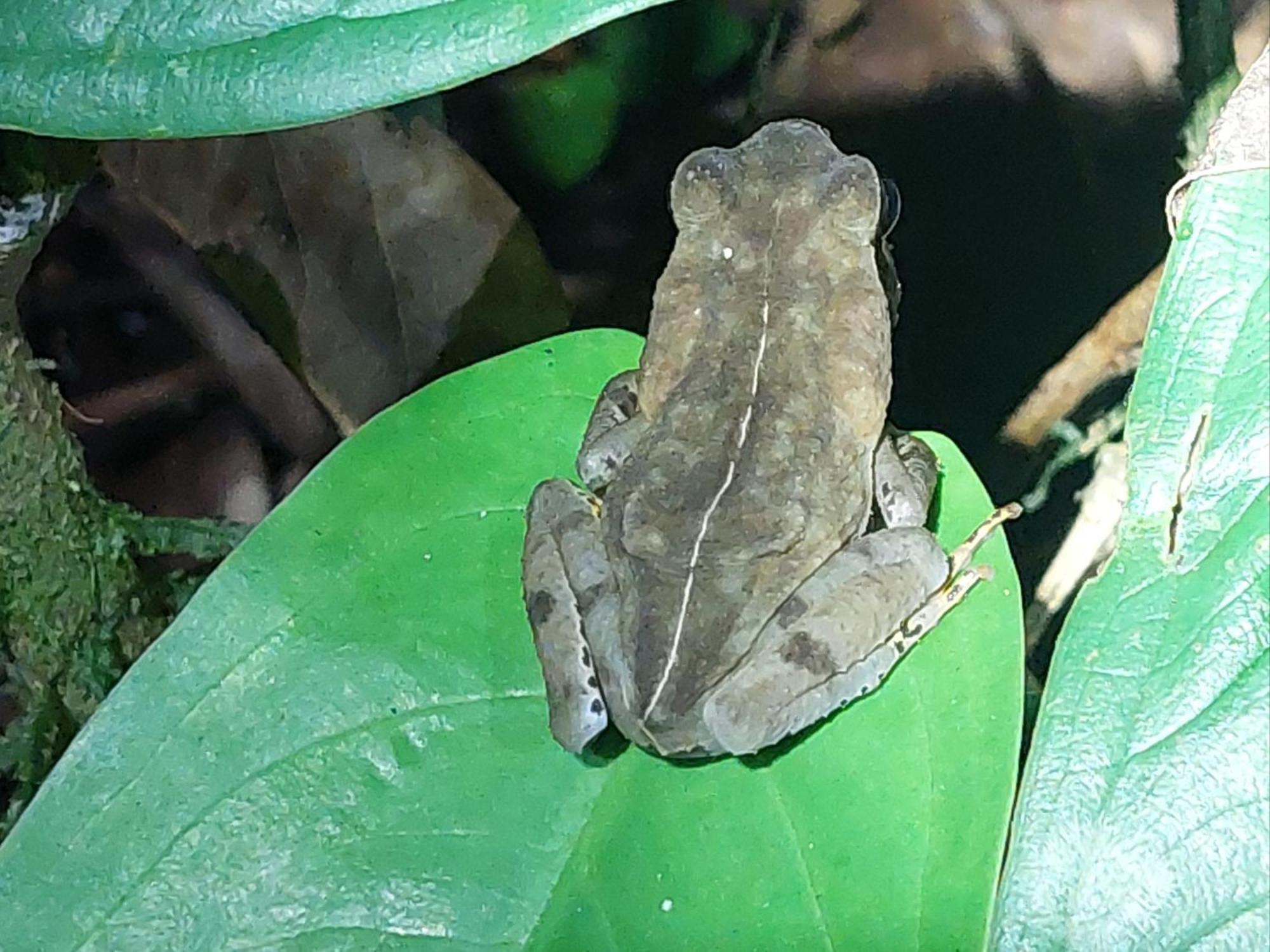Hope Garden, Sarapiqui, We Connect You With The Sarapiqui Tropical Forest 外观 照片