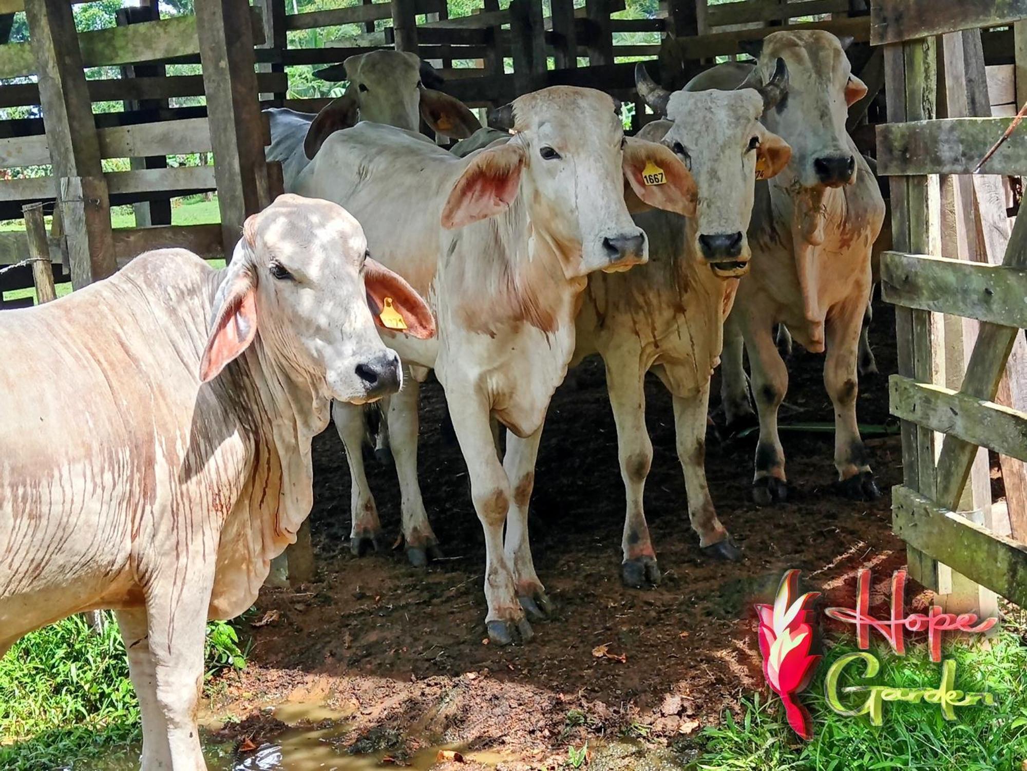 Hope Garden, Sarapiqui, We Connect You With The Sarapiqui Tropical Forest 外观 照片