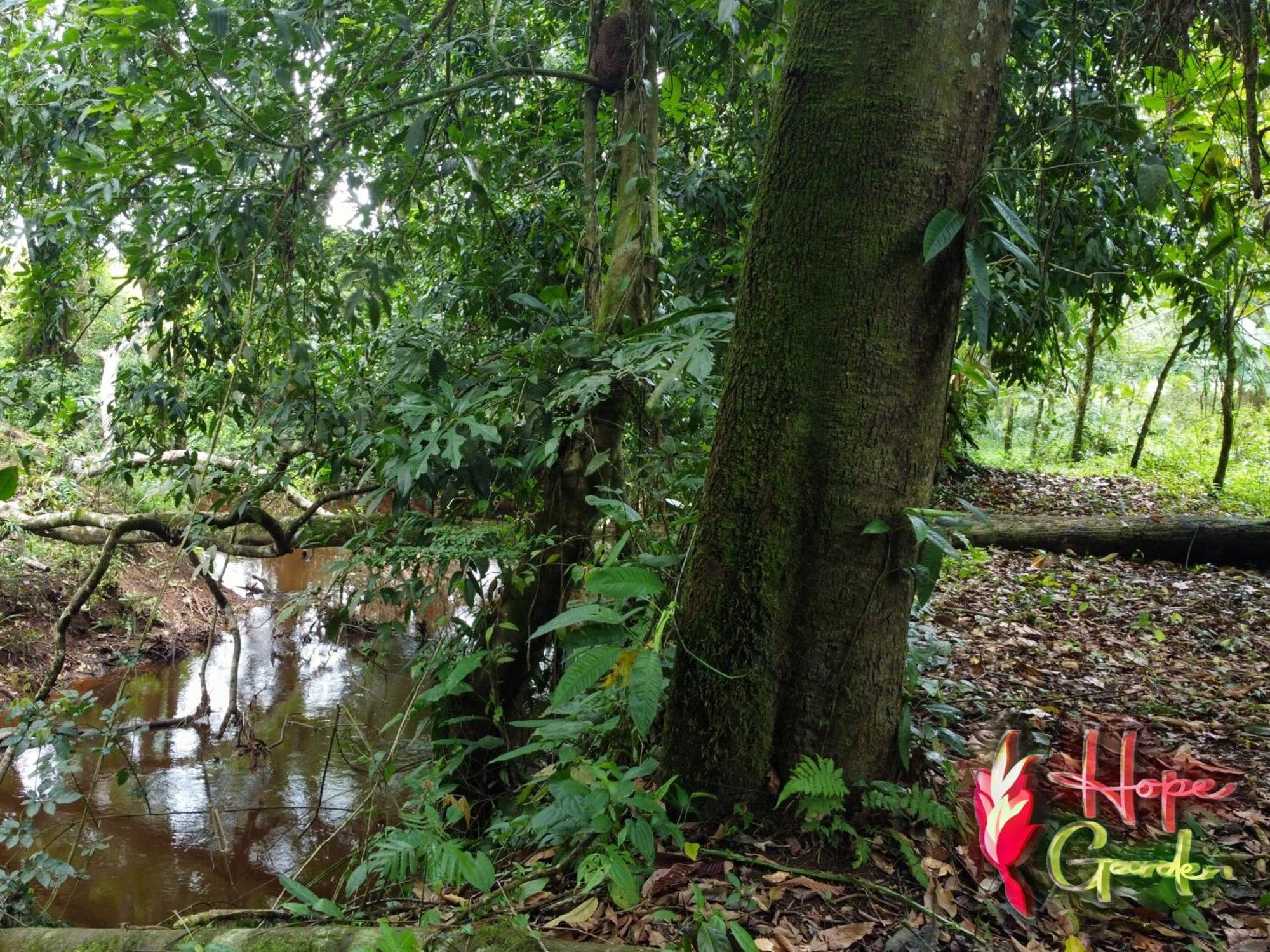 Hope Garden, Sarapiqui, We Connect You With The Sarapiqui Tropical Forest 外观 照片