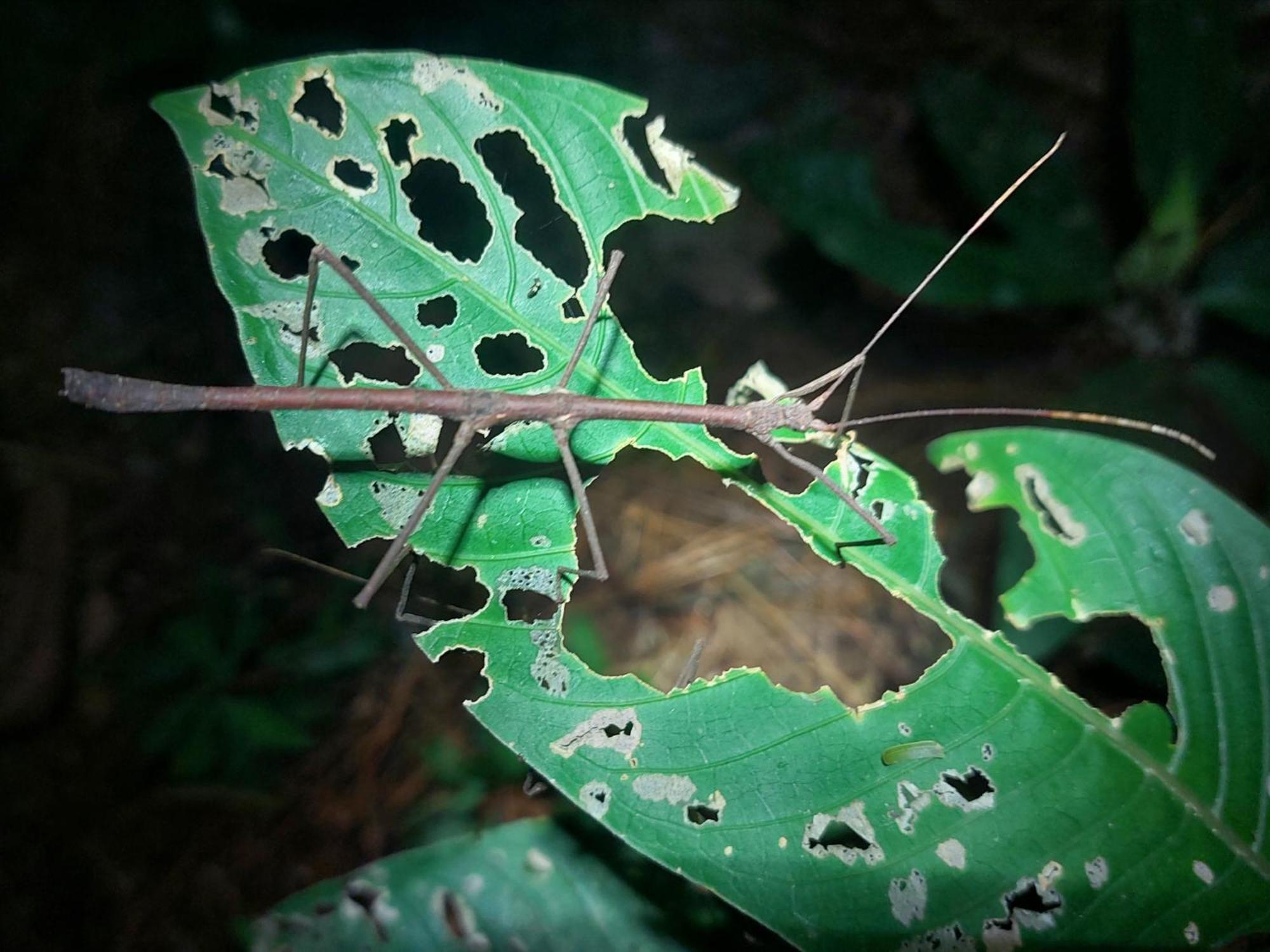 Hope Garden, Sarapiqui, We Connect You With The Sarapiqui Tropical Forest 外观 照片