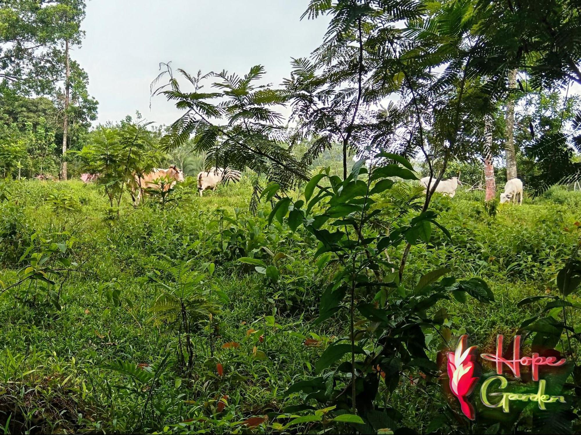 Hope Garden, Sarapiqui, We Connect You With The Sarapiqui Tropical Forest 外观 照片